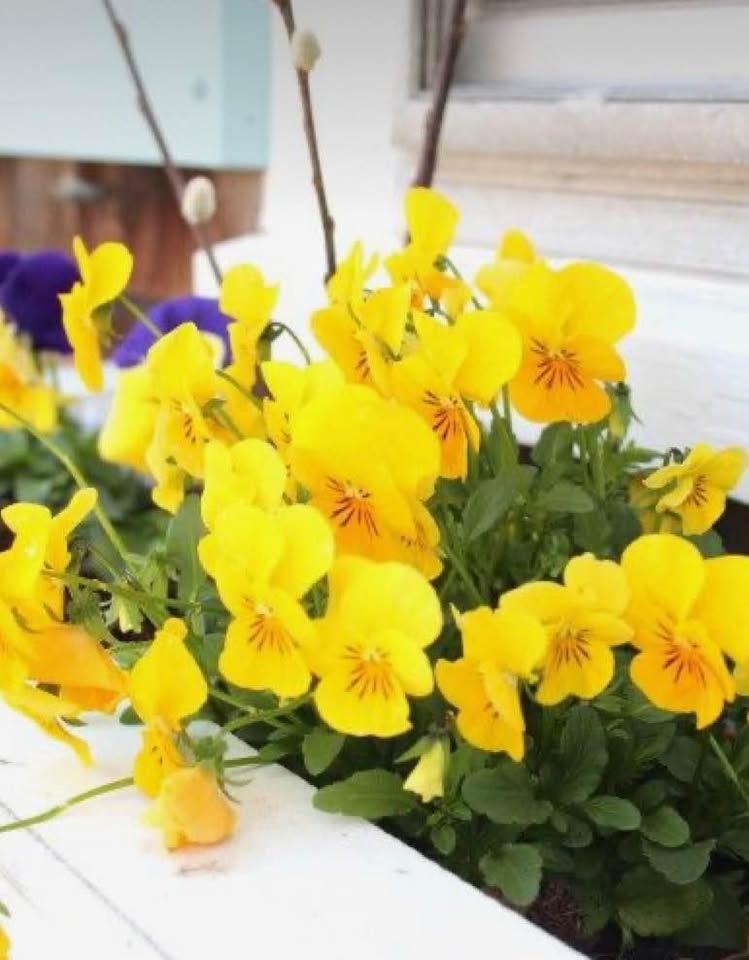Pansies Mix. Two colours ( Blue and yellow). 100 seeds - photo 2