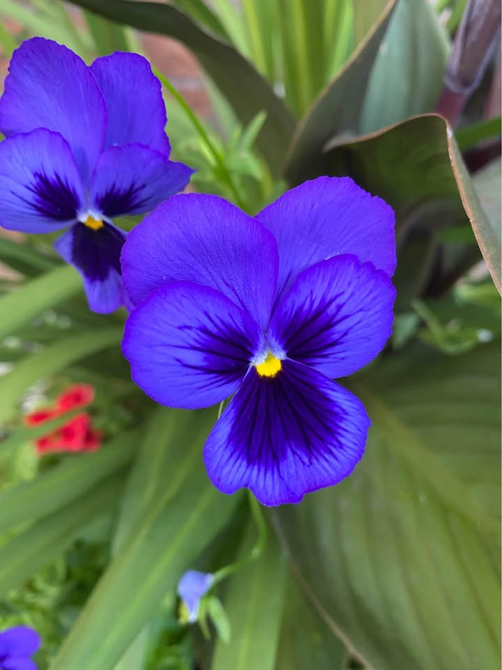 Pansies Mix. Two colours ( Blue and yellow). 100 seeds - photo 3