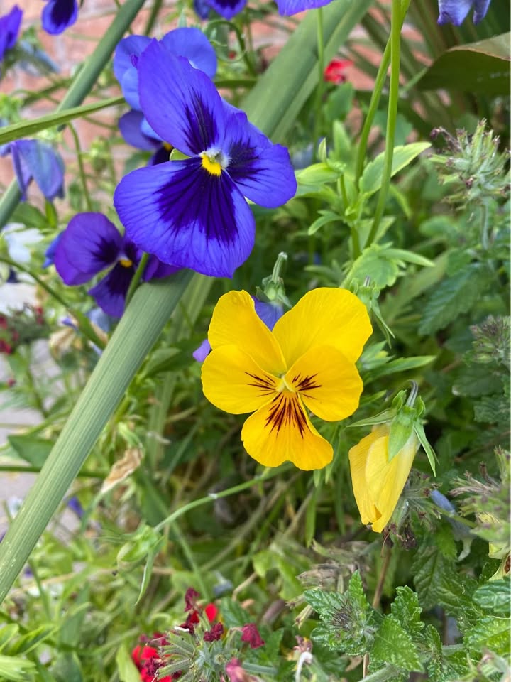 Pansies Mix. Two colours ( Blue and yellow). 100 seeds - photo 4