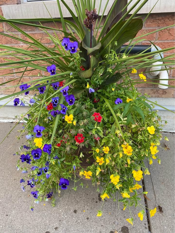Pansies Mix. Two colours ( Blue and yellow). 100 seeds - photo 5