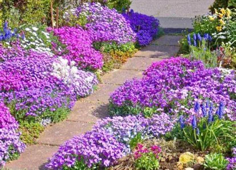 Rock Cress Cascade Mix. 50 seeds