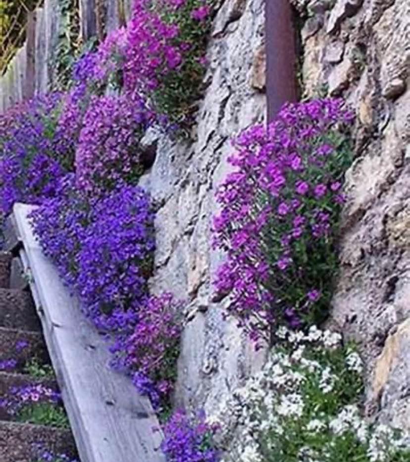 Rock Cress Cascade Mix. 50 seeds - photo 2