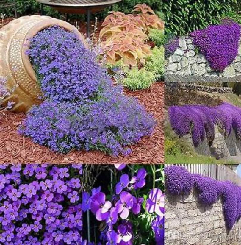 Rock Cress Cascade Mix. 50 seeds - photo 3