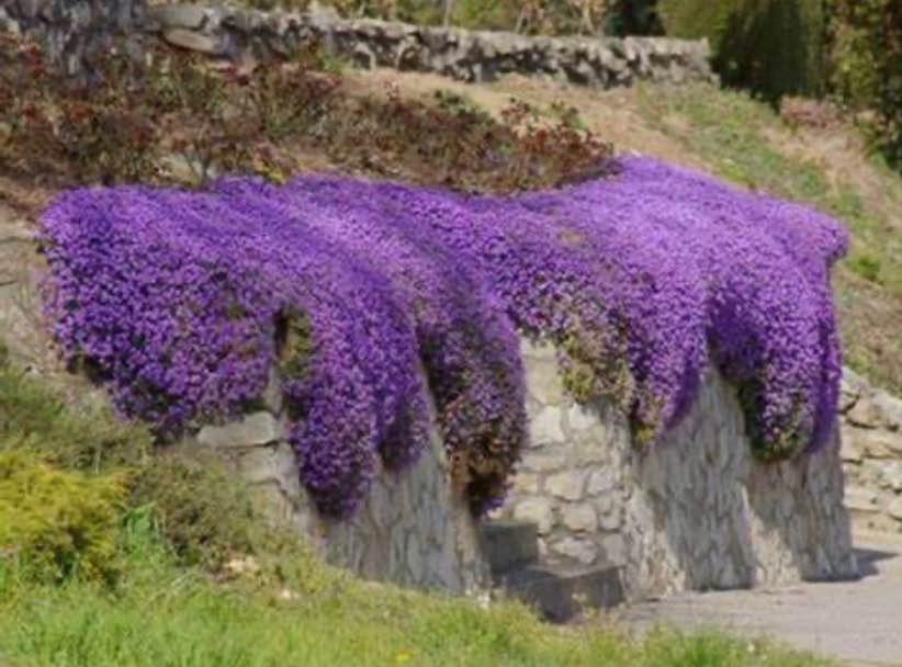 Rock Cress Cascade Mix. 50 seeds - photo 4