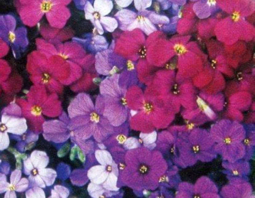 Rock Cress Cascade Mix. 50 seeds - photo 5