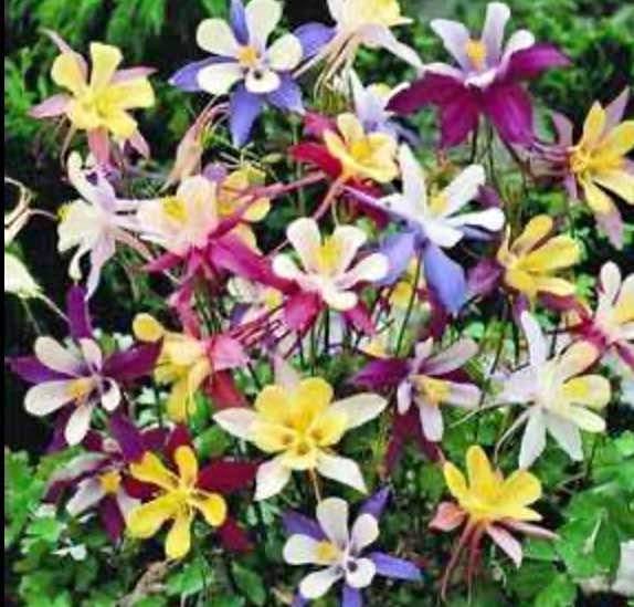 European Columbine Mix colours. Perennial. 50 seeds.