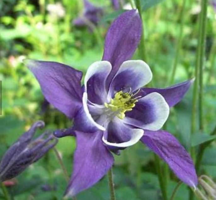 European Columbine Mix colours. Perennial. 50 seeds. - photo 2