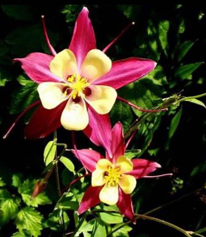 European Columbine Mix colours. Perennial. 50 seeds. - photo 3