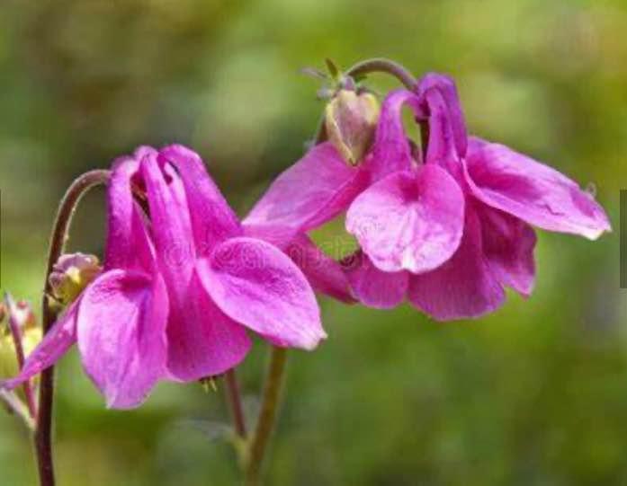 European Columbine Mix colours. Perennial. 50 seeds. - photo 4
