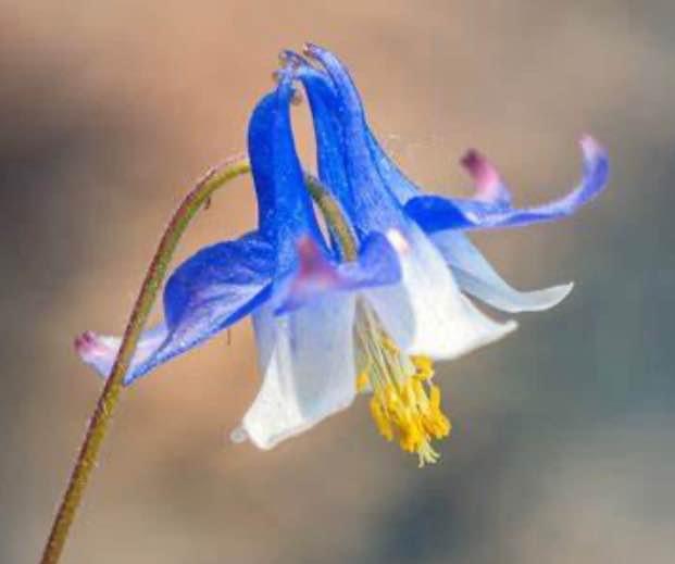 European Columbine Mix colours. Perennial. 50 seeds. - photo 5