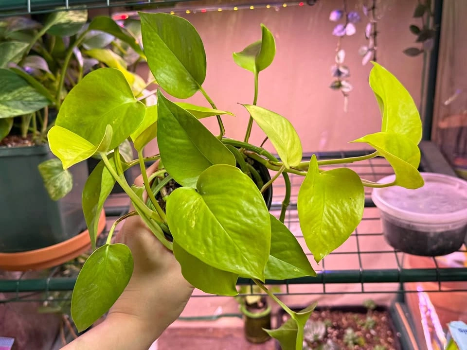 Various Pothos Plants - 5” Pots