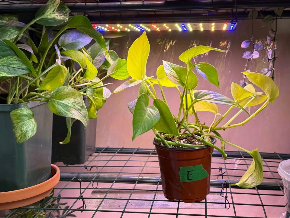 Various Pothos Plants - 5” Pots - photo 2