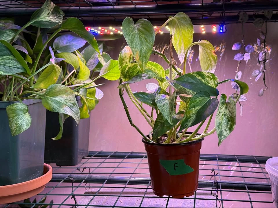 Various Pothos Plants - 5” Pots - photo 3