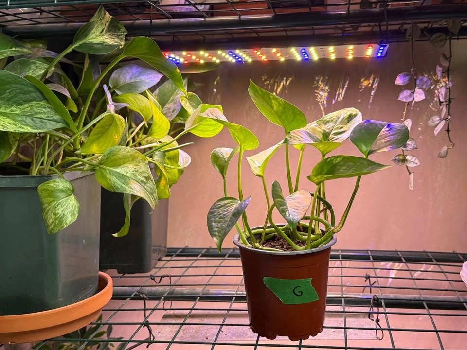 Various Pothos Plants - 5” Pots - photo 4