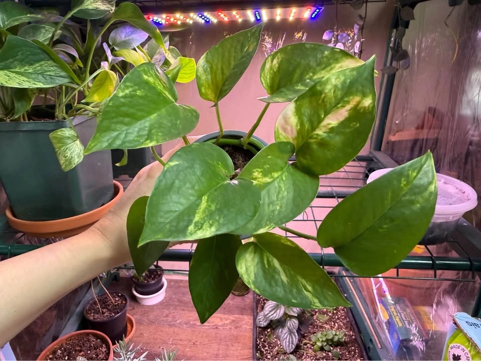 Various Pothos Plants - 5” Pots - photo 5