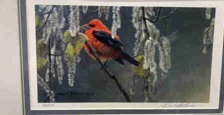 Robert Bateman Signed Print - Scarlet Tanager and Alder Blossoms