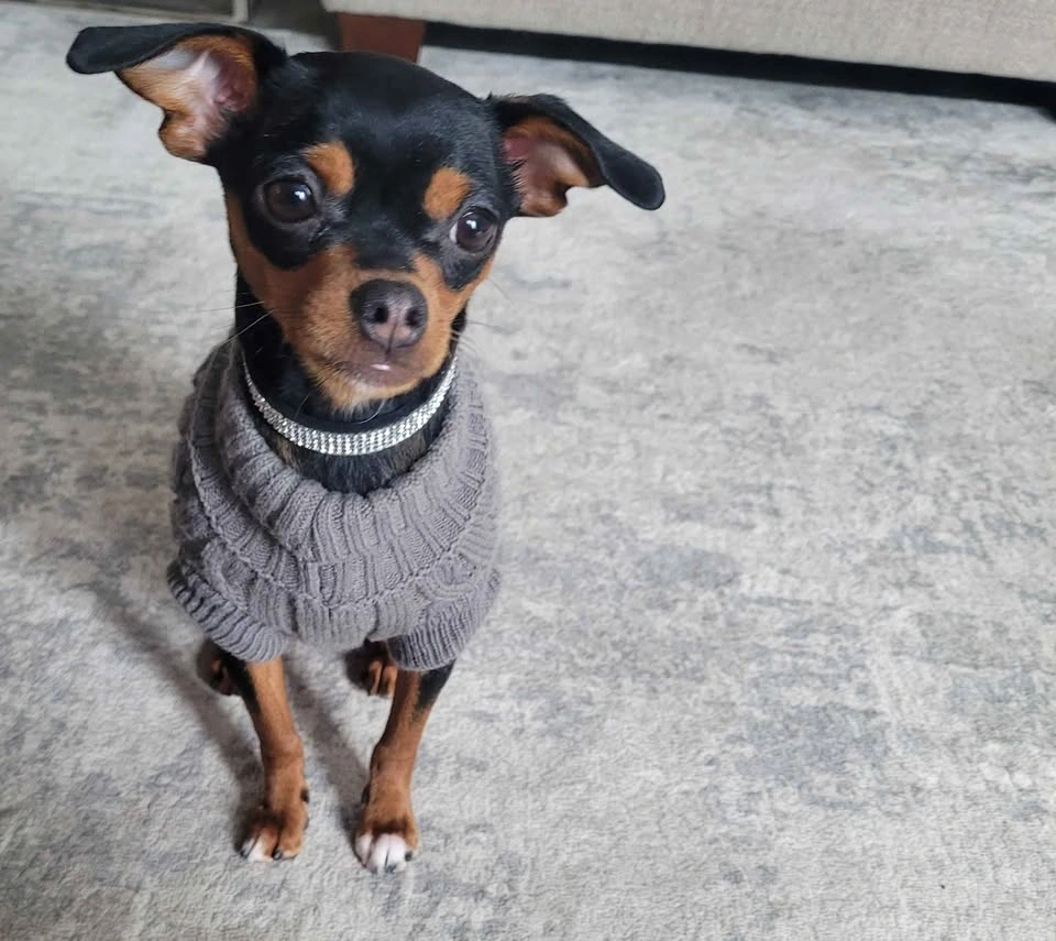 Shedraw K9 Cable Knit Dog Sweater XS - New with Tag - photo 4