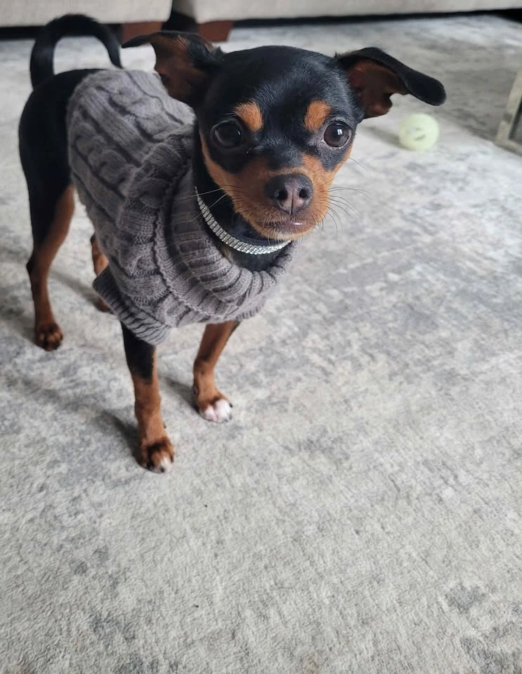 Shedraw K9 Cable Knit Dog Sweater XS - New with Tag - photo 5