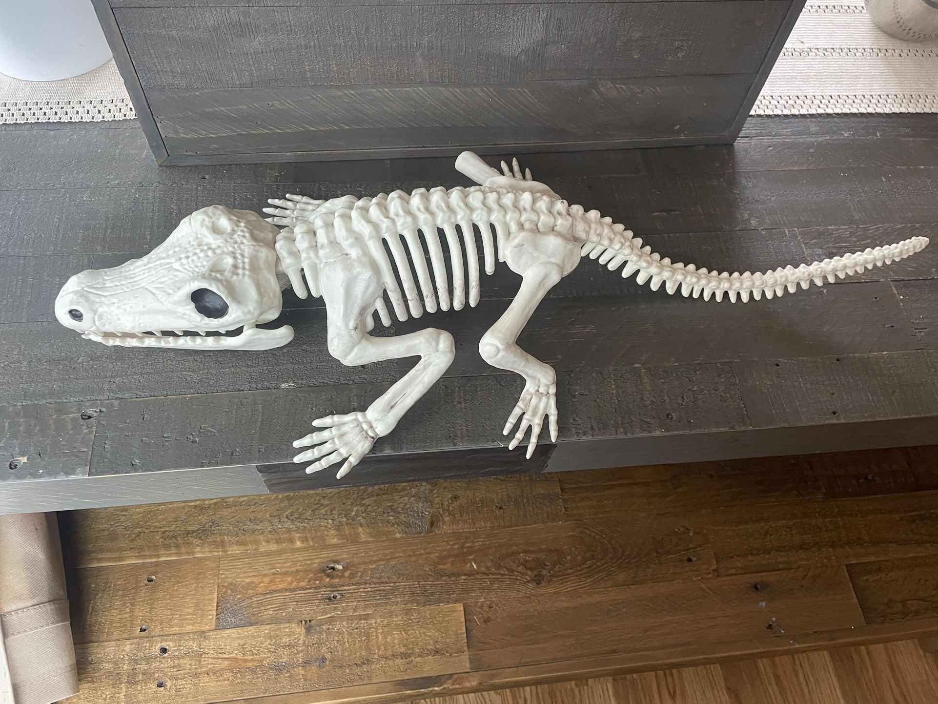 Giant Skeleton Crocodile/Alligator - Faux