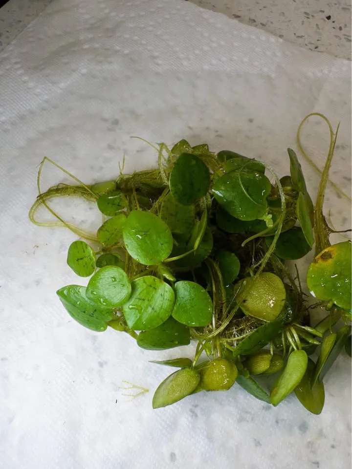 Amazon Frogbit - Aquarium Plants image indicator(2)