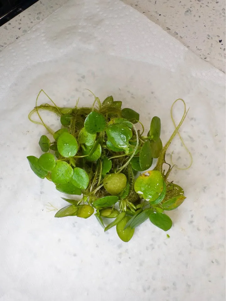 Amazon Frogbit - Aquarium Plants image indicator(3)