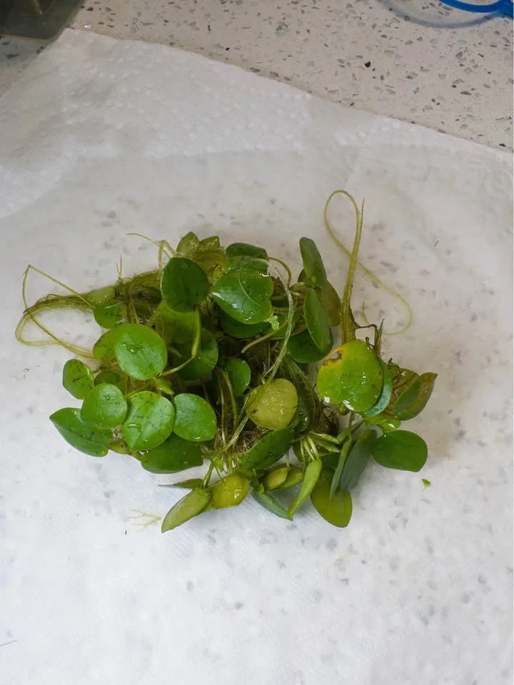 Amazon Frogbit - Aquarium Plants image indicator(4)