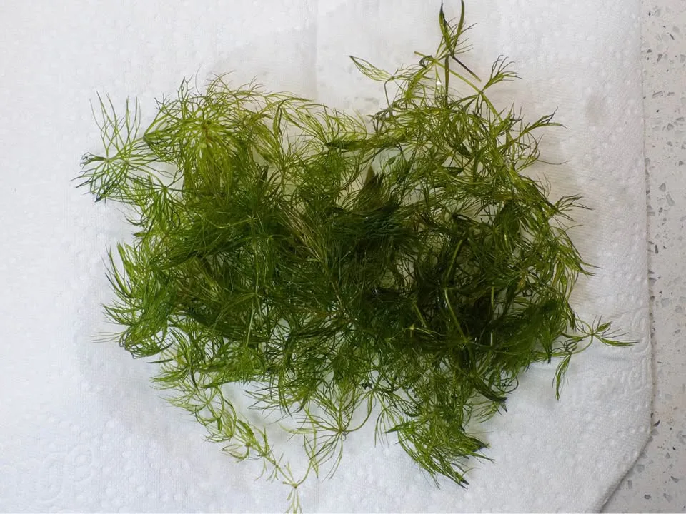 Hornwort Aquatic - Aquarium Plant image indicator(2)