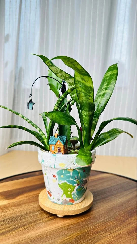 Spring On Sale / Cute Plant Arrangement