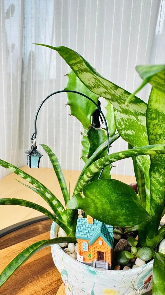 Spring On Sale / Cute Plant Arrangement - photo 4