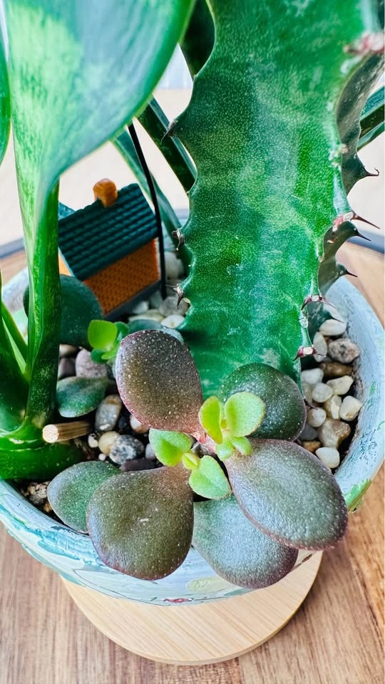Spring On Sale / Cute Plant Arrangement - photo 5