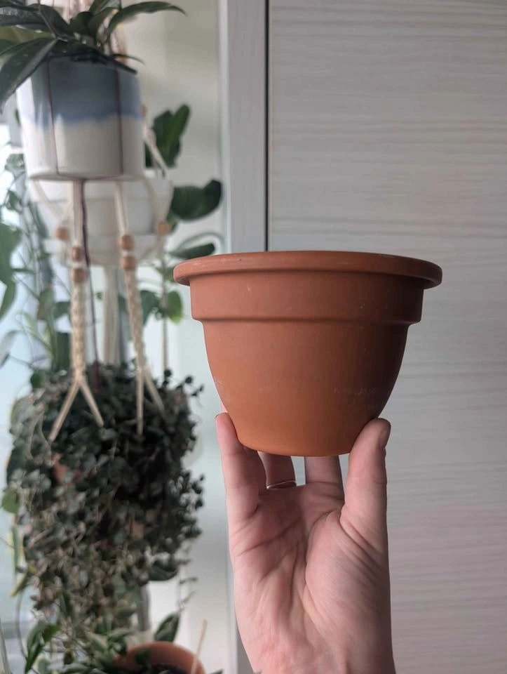 Plant Terrarium & Terra Cotta pot - photo 4