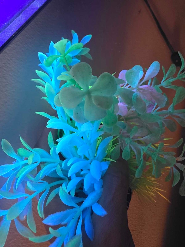 Aquarium plants Lot #1 - photo 2