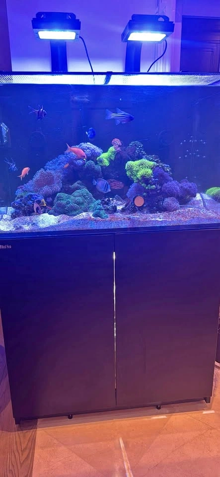 Red Sea Reefer 300 Aquarium Setup - High-End Reef-Ready System