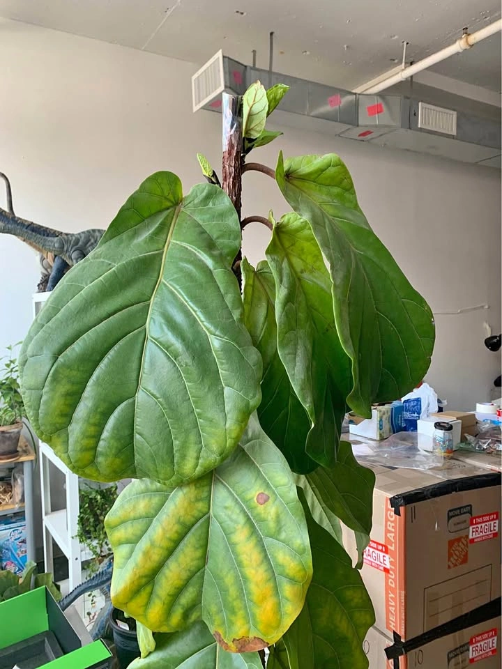 Large Fiddle Leaf Fig Plant