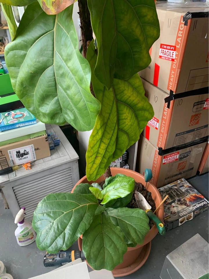 Large Fiddle Leaf Fig Plant - photo 2