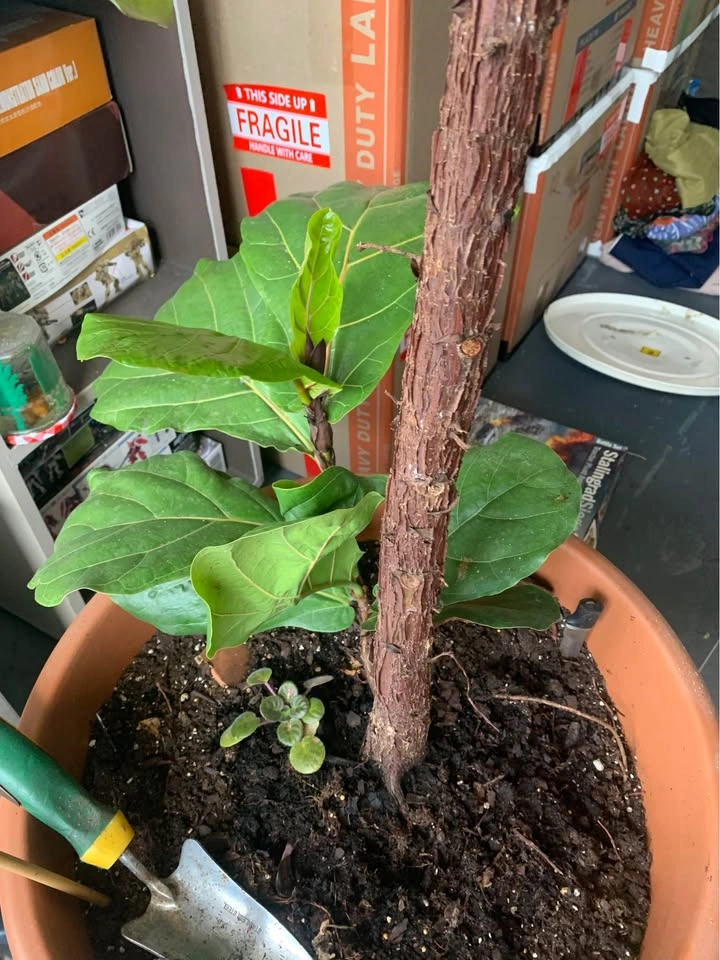 Large Fiddle Leaf Fig Plant - photo 3