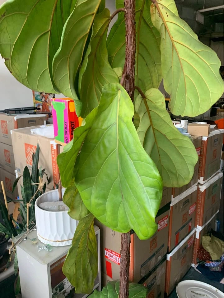 Large Fiddle Leaf Fig Plant - photo 4