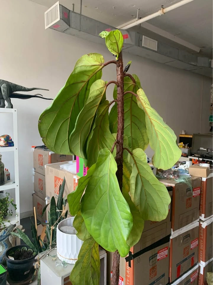 Large Fiddle Leaf Fig Plant - photo 5