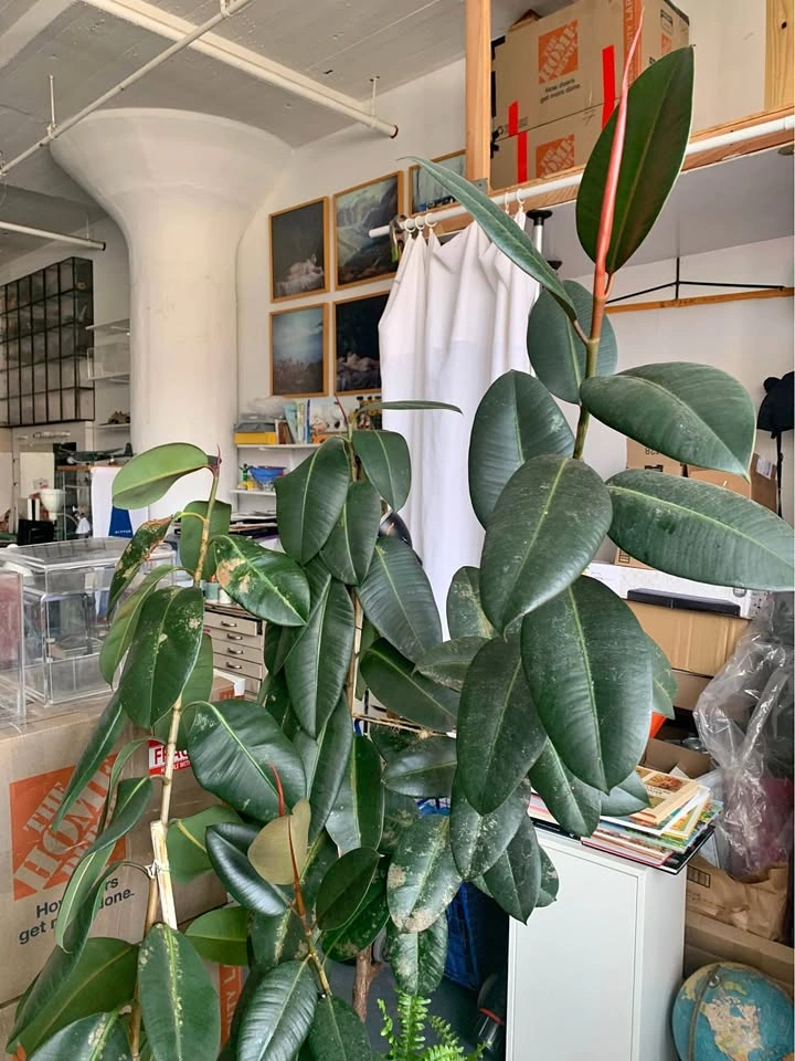 Plant for sale