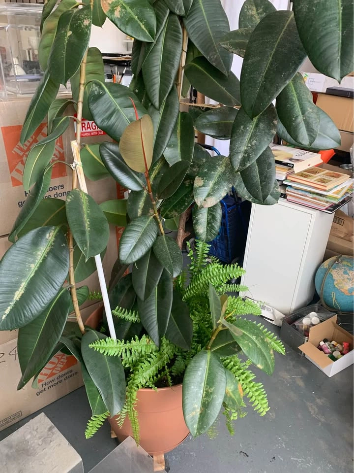 Plant for sale - photo 2