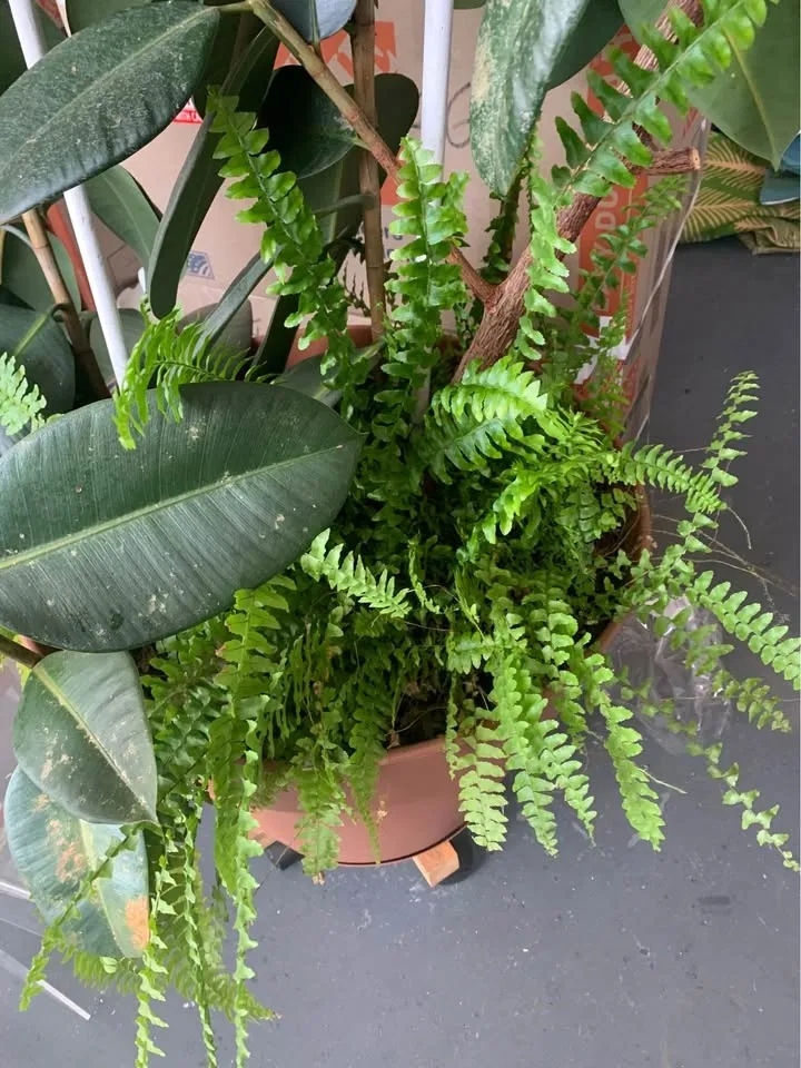 Plant for sale - photo 3