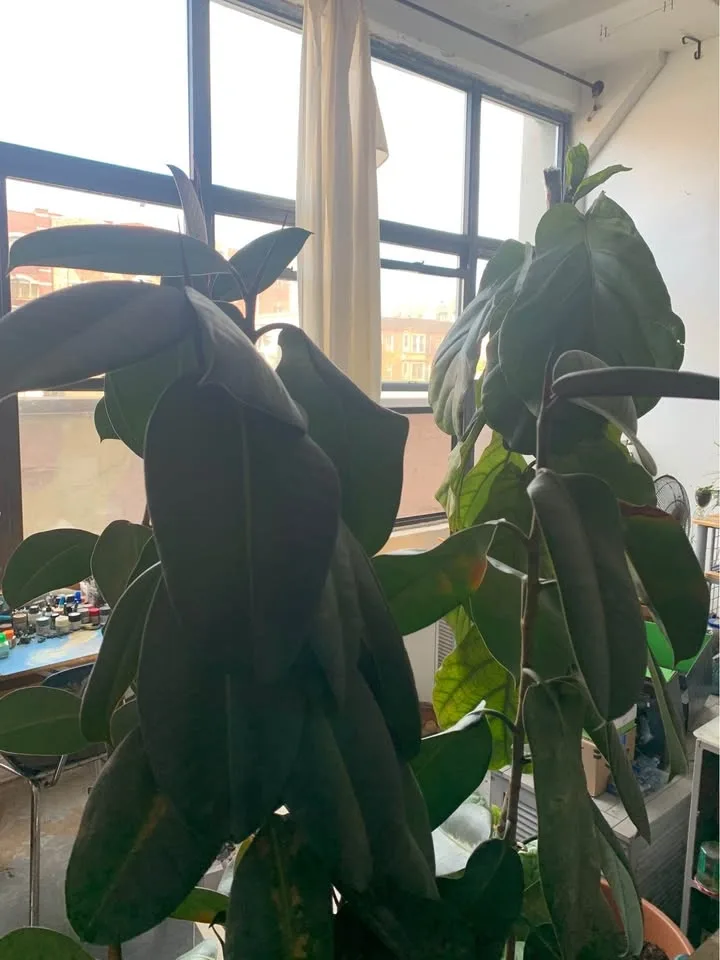 Plant for sale - photo 4