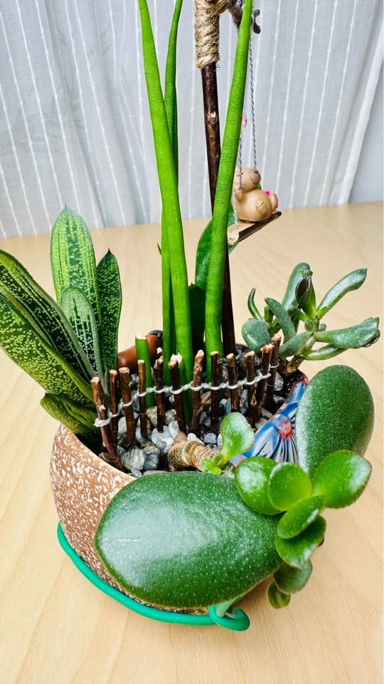 Spring On Sale/ Low maintenance Plant Arrangement - photo 3
