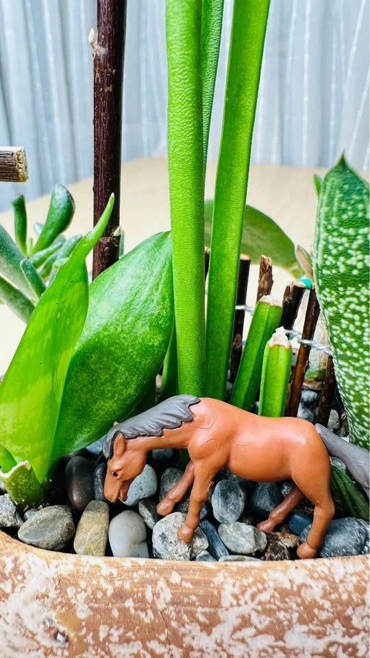 Spring On Sale/ Low maintenance Plant Arrangement - photo 4