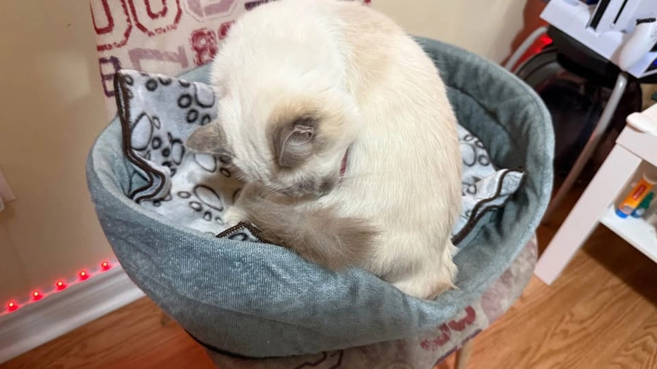Cat Sleeping Bed