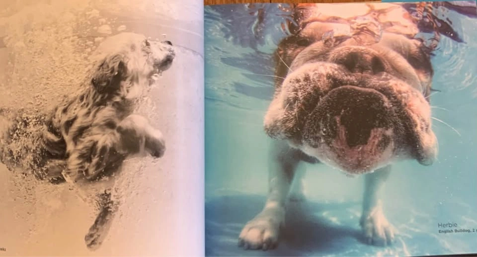 Book DOGS: Dogs Underwater Photography Art Pets - photo 4