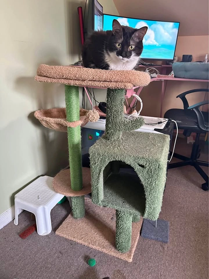 Multi-level Cat Tree with Scratching Posts