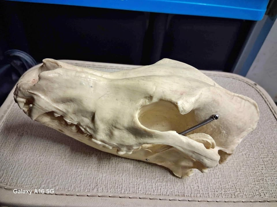 Replica coyote skull