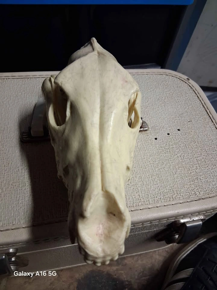 Replica coyote skull - photo 2