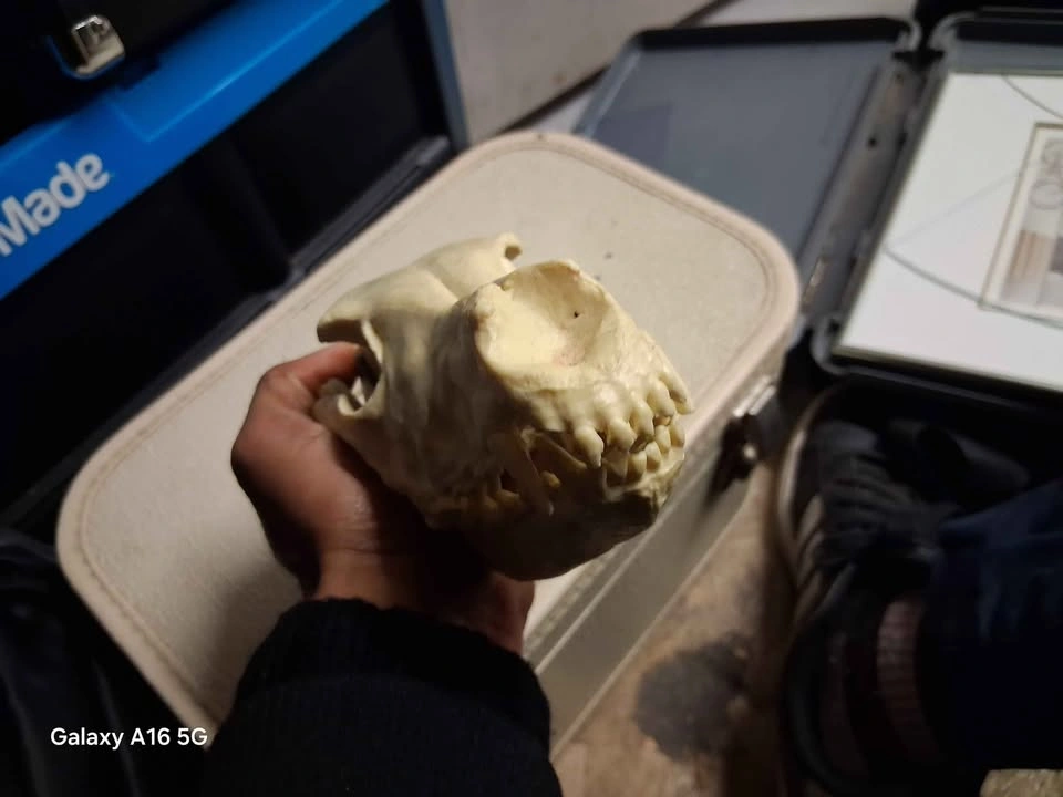 Replica coyote skull - photo 3